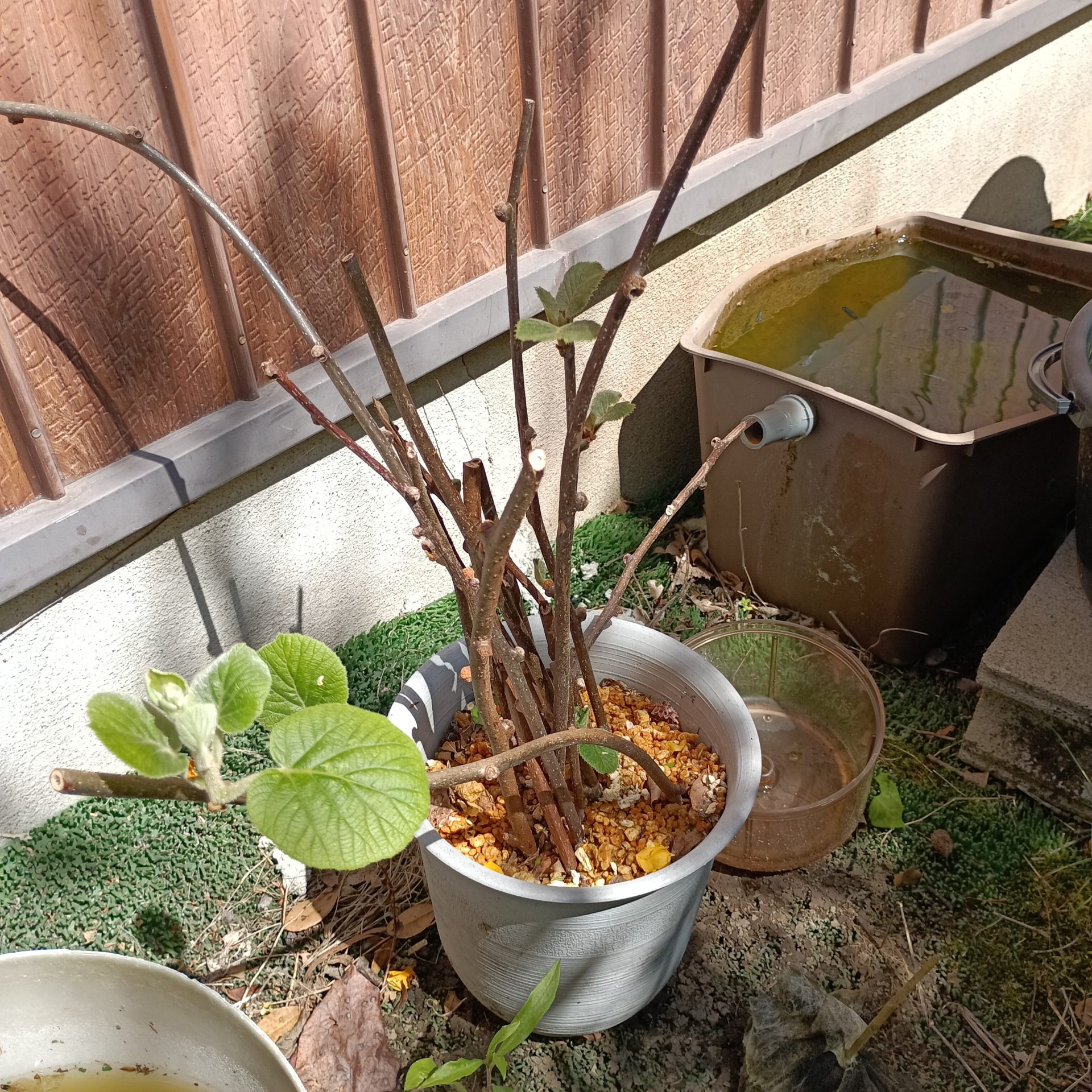 「初心者必見!キウイの休眠挿し木テクニック」