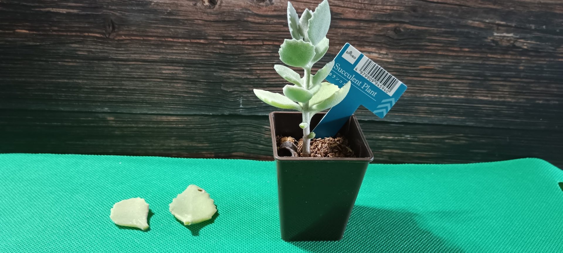 春に挑戦!多肉葉挿しチャレンジ – 根が出るまでの日数記録